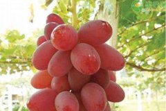 极早熟葡萄新品种有哪些